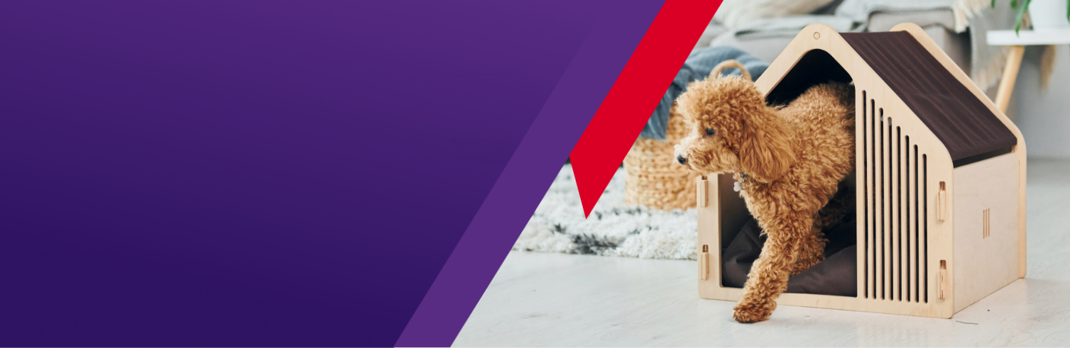 Bravecto ForyourClinic Cover